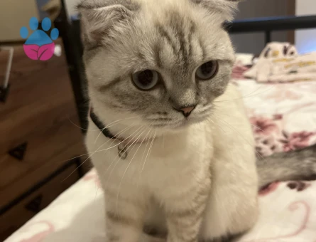 Scottish Straight Mia'ya eş arıyorum