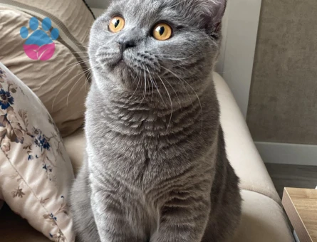 Oglumuz prense disi es ariyoruz