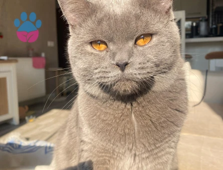 Oglumuz prense disi es ariyoruz