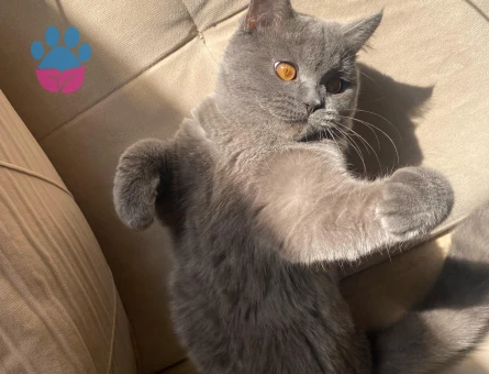 Oglumuz prense disi es ariyoruz