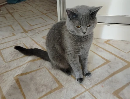 British Shorthair 1 Yaşında Kedim Eş Arıyor - 118981270