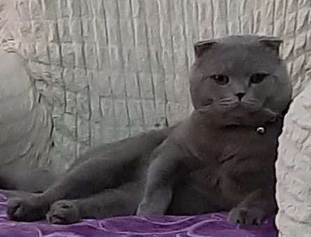Scottish Fold 2 Yaşında Kedime Eş Arıyorum - 118974281