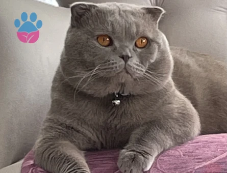 Scottish Fold 2 Yaşında Kedime Eş Arıyorum