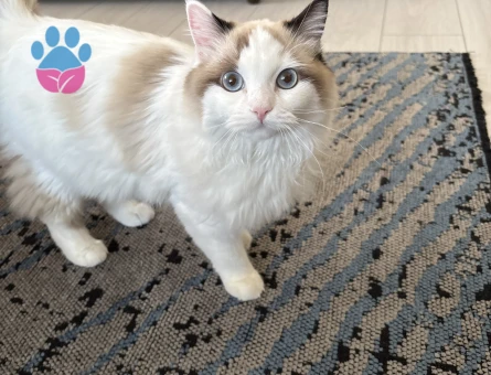 Ragdoll dişi kedim