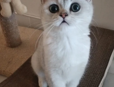 British Shorthair - 118974287