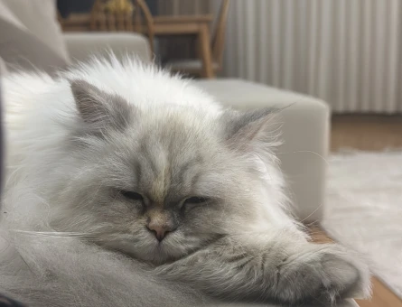 Chinchilla Yavruma eş arıyorum - 118974292