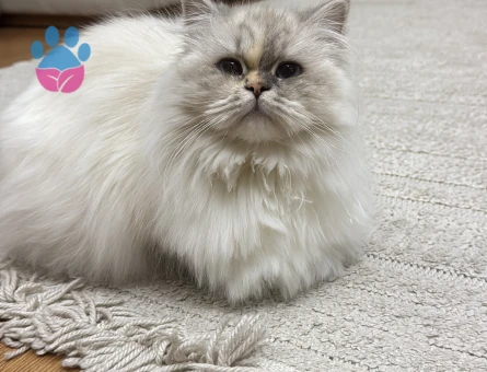 Chinchilla Yavruma eş arıyorum