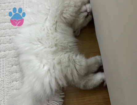 Chinchilla Yavruma eş arıyorum