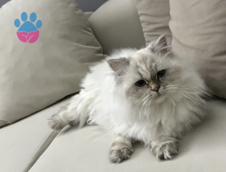 Chinchilla Yavruma eş arıyorum