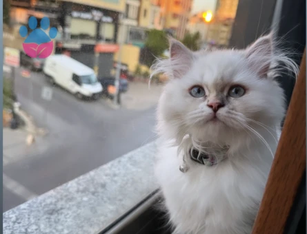 Chinchilla Yavruma eş arıyorum