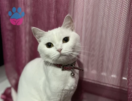 British dişi kedime eş arıyorum.