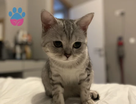 Scottish Straight kedim