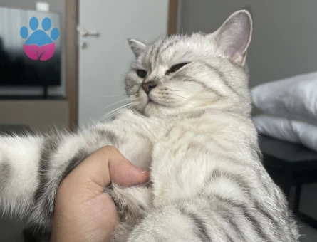 Scottish Straight kedim