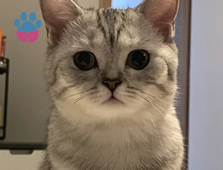 Scottish Straight kedim