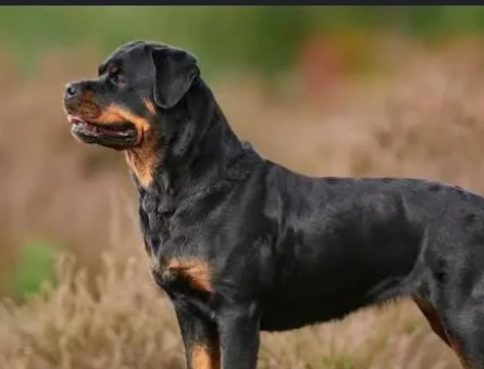 1buçuk yaşında  erkek Rotwailer cinsi köpeğim i çiftleştirmek istiyorum - 118974302