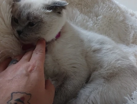 British Shorthair Lina kızım Eş Arıyor - 118974303
