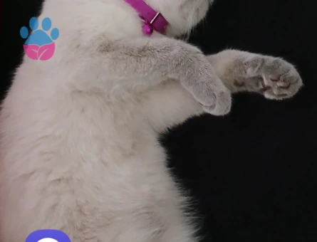 British Shorthair Lina kızım Eş Arıyor