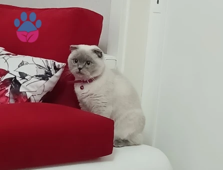 British Shorthair Lina kızım Eş Arıyor