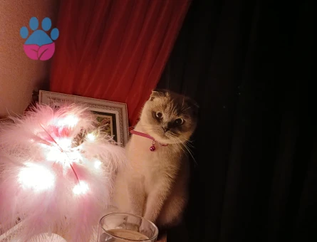 British Shorthair Lina kızım Eş Arıyor