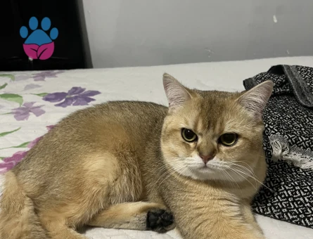 British Shorthair Golden oğluma eş arıyorum