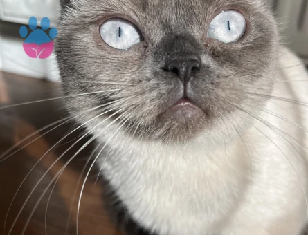 kizimiza es ariyoruz blue point