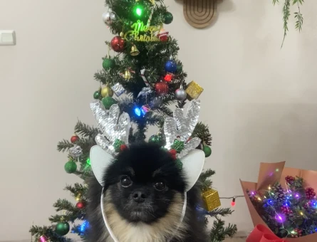 Pomeranian - 118974307