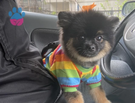 Pomeranian