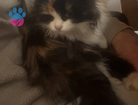 Kızgınlıkta olan yavrumuza eş arıyoruz