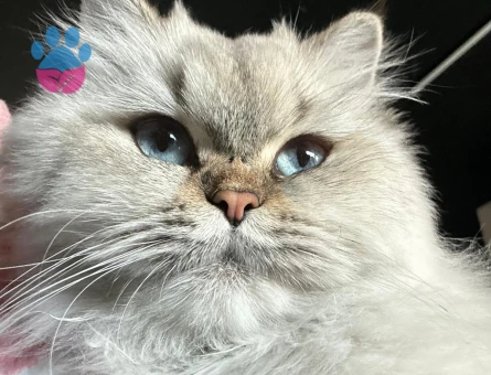 1 Yaşında British long hair blue point safkan dişi