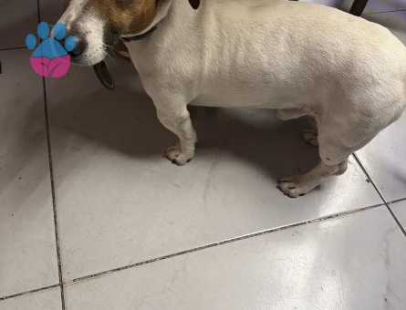 Jack Russel Coco Eş Arıyor