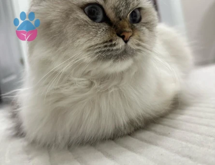 1 Yaşında British long hair blue point safkan dişi