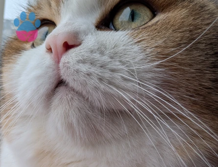 British Shorthair 10 Aylık Aşıları Tam Eş Arıyor