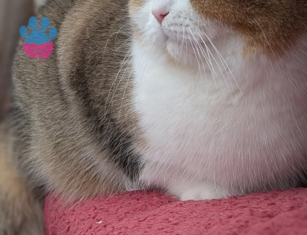 British Shorthair 10 Aylık Aşıları Tam Eş Arıyor