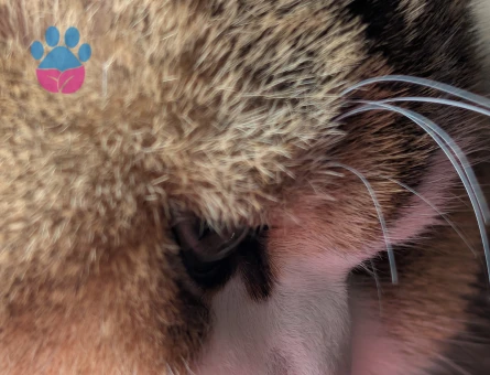 British Shorthair 10 Aylık Aşıları Tam Eş Arıyor