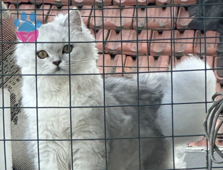 British Longhair 1 Yaşında Eş Arıyor