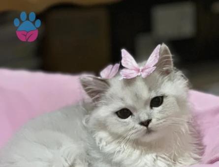 British Longhair 1 Yaşında Eş Arıyor