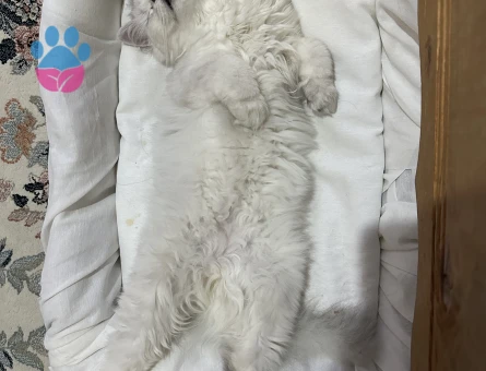 British Longhair 1 Yaşında Eş Arıyor