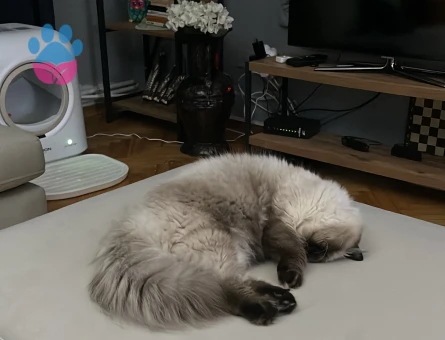 İki uysal erkek kedime eş arıyorum