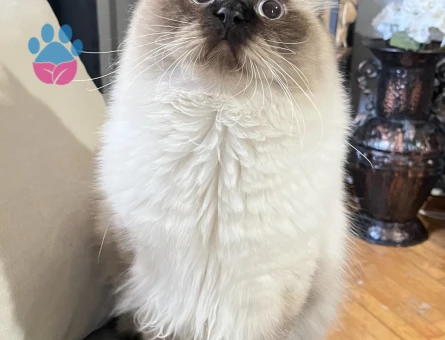 İki uysal erkek kedime eş arıyorum