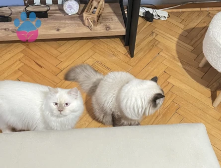 İki uysal erkek kedime eş arıyorum