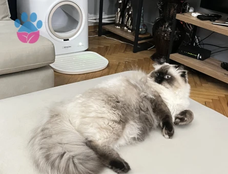 İki uysal erkek kedime eş arıyorum