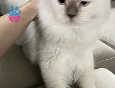 İki uysal erkek kedime eş arıyorum