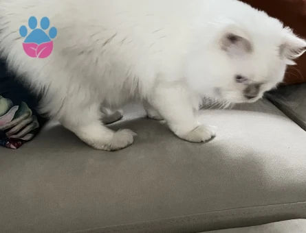 İki uysal erkek kedime eş arıyorum