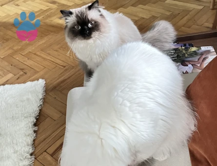 İki uysal erkek kedime eş arıyorum