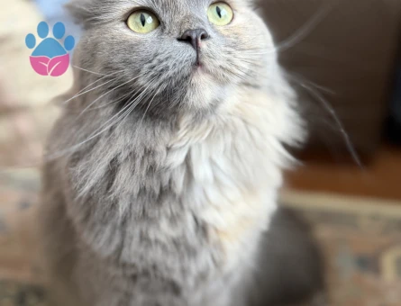 British Shorthair 2 Yaşında Kedim Eş Arıyor