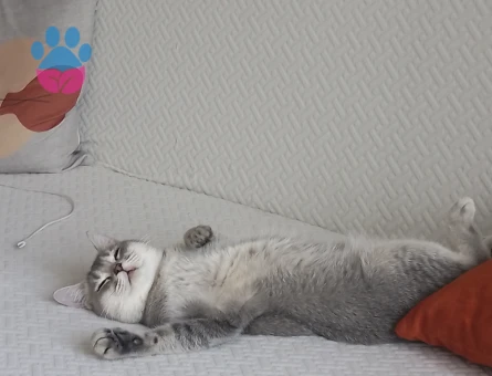 Dişi kedime eş arıyorum