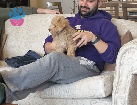 Maltipoo Köpeğim Efes’e Eş Arıyorum