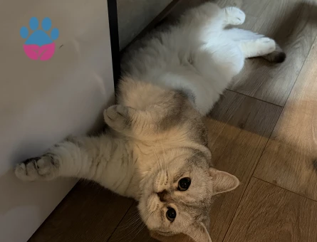 British Shorthair Oğluma eş arıyorum