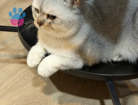 British Shorthair Oğluma eş arıyorum