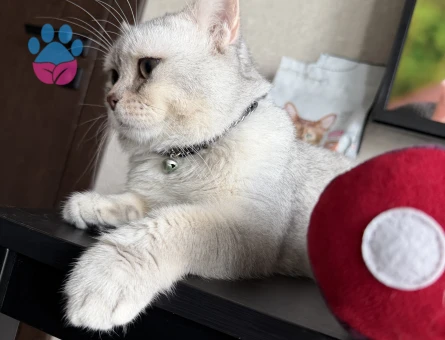 British Shorthair Oğluma eş arıyorum